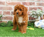 Small #20 Cavapoo (Miniature)
