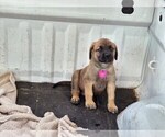 Small Photo #8 Mastador Puppy For Sale in BROOKSVILLE, FL, USA