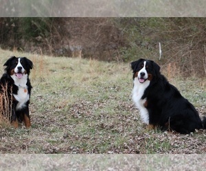 Father of the Bernese Mountain Dog puppies born on 08/16/2022