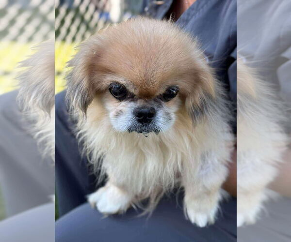 Medium Photo #1 Pekingese-Unknown Mix Puppy For Sale in Woodbury, NY, USA
