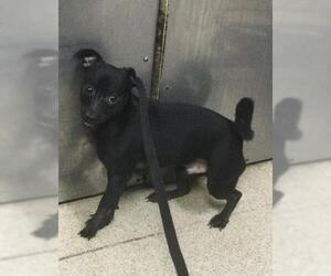 Chihuahua-Unknown Mix Dogs for adoption in Riverside, CA, USA