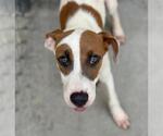 Small American Pit Bull Terrier