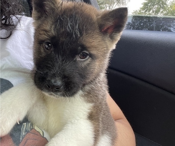 Medium Photo #23 Akita Puppy For Sale in INDIANAPOLIS, IN, USA