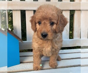 Goldendoodle-Poodle (Miniature) Mix Puppy for sale in LEOLA, PA, USA