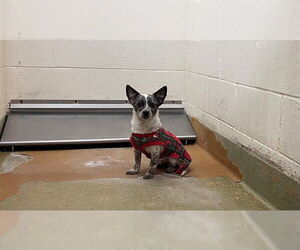 Chihuahua-Unknown Mix Dogs for adoption in Moreno Valley, CA, USA
