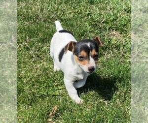 Rat Terrier Puppy for sale in FREDERICKSBURG, OH, USA