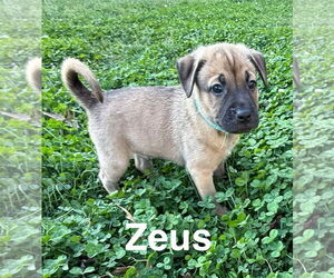 Mutt Dogs for adoption in Holly Springs, NC, USA