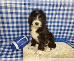 Small Photo #4 Bernedoodle Puppy For Sale in BLACK FOREST, CO, USA
