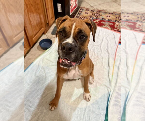Medium Photo #2 Boxer Puppy For Sale in Dumont, NJ, USA