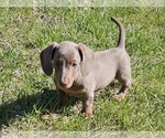 Small Photo #5 Dachshund Puppy For Sale in CLARK, MO, USA