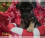 Small Photo #27 German Shepherd Dog Puppy For Sale in APACHE JUNCTION, AZ, USA