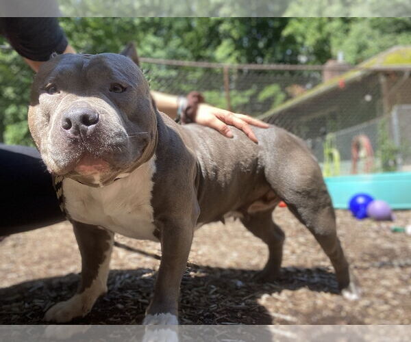 Medium Photo #7 American Pit Bull Terrier Puppy For Sale in Rockaway, NJ, USA