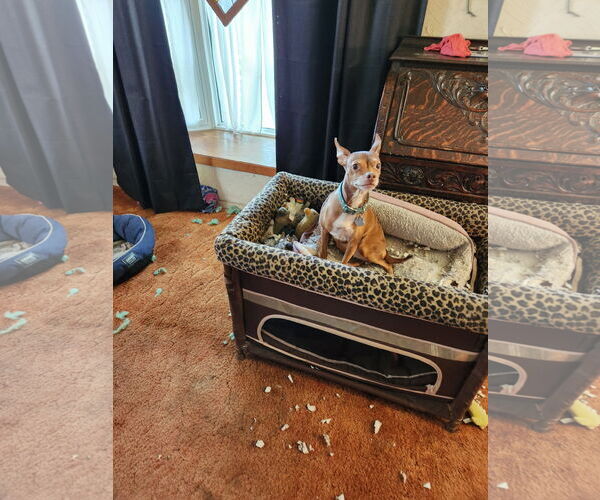 Medium Photo #2 Chihuahua-Unknown Mix Puppy For Sale in Princeton, MN, USA