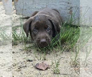 Labrador Retriever Puppy for sale in FILION, MI, USA