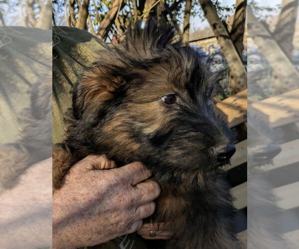 Medium Photo #2 Labrador Retriever-Unknown Mix Puppy For Sale in Aurora, IN, USA