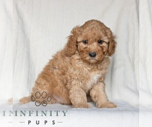 Poodle (Miniature) Puppy for sale in HONEY BROOK, PA, USA