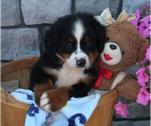 Bernese Mountain Dog Puppy for sale in FREDERICKSBURG, OH, USA