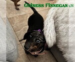 Small #3 Dachshund