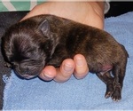 Small Photo #8 Buggs Puppy For Sale in WEST PLAINS, MO, USA