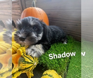 Schnauzer (Miniature) Puppy for sale in PORTLAND, IN, USA
