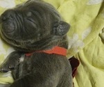 Small Photo #3 Cane Corso Puppy For Sale in WEST MONROE, LA, USA