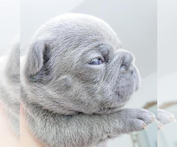 Medium Photo #12 French Bulldog Puppy For Sale in MARYSVILLE, WA, USA