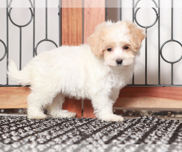 Medium Photo #3 Maltipoo Puppy For Sale in NAPLES, FL, USA