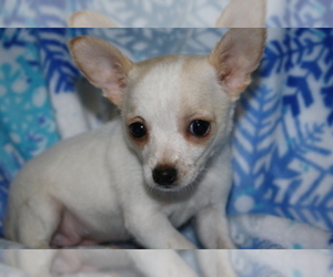 Chihuahua Puppy for sale in GREENBRIER, AR, USA