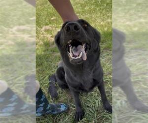 STRINGBEAN - Female German Shepherd Dog Dog for Adoption - Photo #2