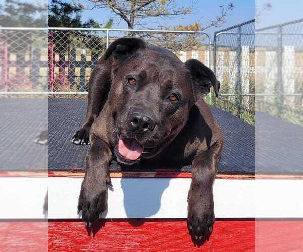 Medium Photo #1 Mutt Puppy For Sale in Calgary, Alberta, Canada