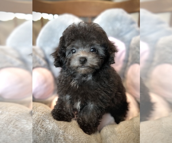 Medium Photo #4 Bichpoo-Poodle (Toy) Mix Puppy For Sale in HILO, HI, USA