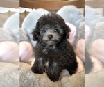 Small #3 Bichpoo-Poodle (Toy) Mix