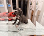 Puppy Osito Cane Corso