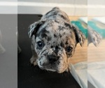 Puppy Puppy 1 Merly French Bulldog