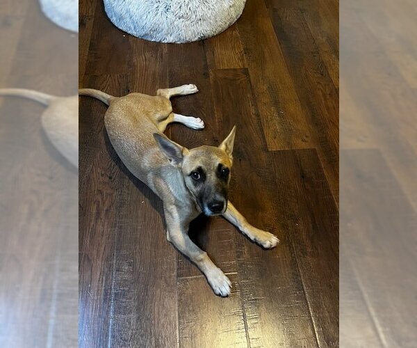Medium Photo #11 Basset Hound-Unknown Mix Puppy For Sale in Coppell, TX, USA