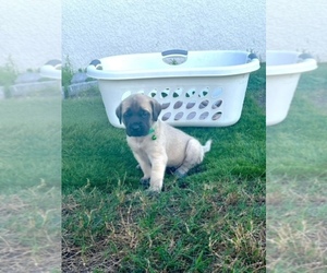 Mastiff Puppy for sale in PORT CHARLOTTE, FL, USA