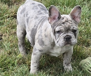 French Bulldog Puppy for sale in SPRINGFIELD, OR, USA