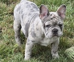 Small French Bulldog