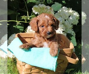 Cavapoo Puppy for sale in THORP, WI, USA