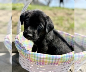 Labrador Retriever Puppy for sale in JENERA, OH, USA