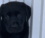 Small #5 Labrador Retriever