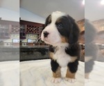 Small Photo #6 Bernese Mountain Dog Puppy For Sale in WATERFORD, MI, USA
