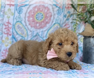 Goldendoodle (Miniature) Puppy for sale in LANCASTER, PA, USA