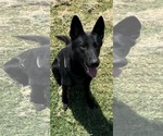 Small #1 German Shepherd Dog