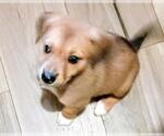 Small Labrador Retriever Mix