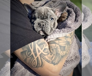 French Bulldog Puppy for sale in BAKERSFIELD, CA, USA