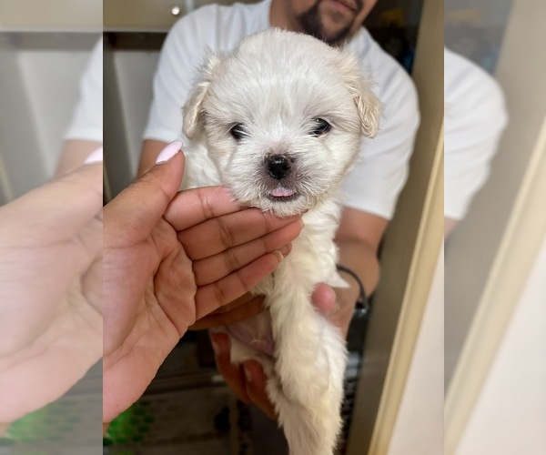 Medium Photo #1 Maltipoo Puppy For Sale in FRESNO, CA, USA