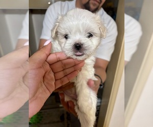 Maltipoo Puppy for sale in FRESNO, CA, USA