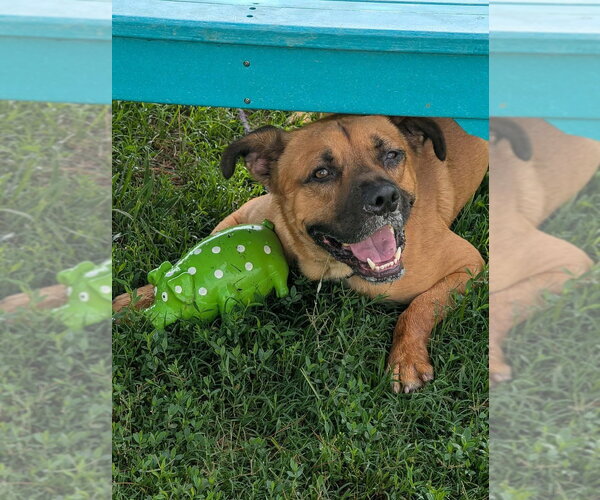 Medium Photo #13 Boxer-Unknown Mix Puppy For Sale in Evansville, IN, USA