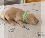 Small #2 Goldendoodle